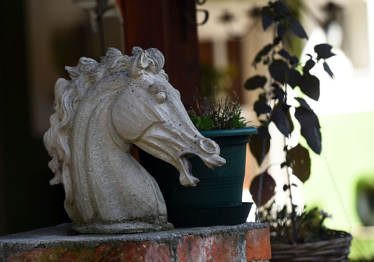 contessa draganic (4)