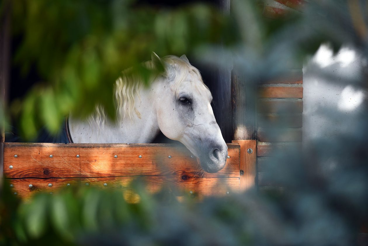 contessa draganic (7)