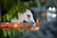 contessa draganic (7)