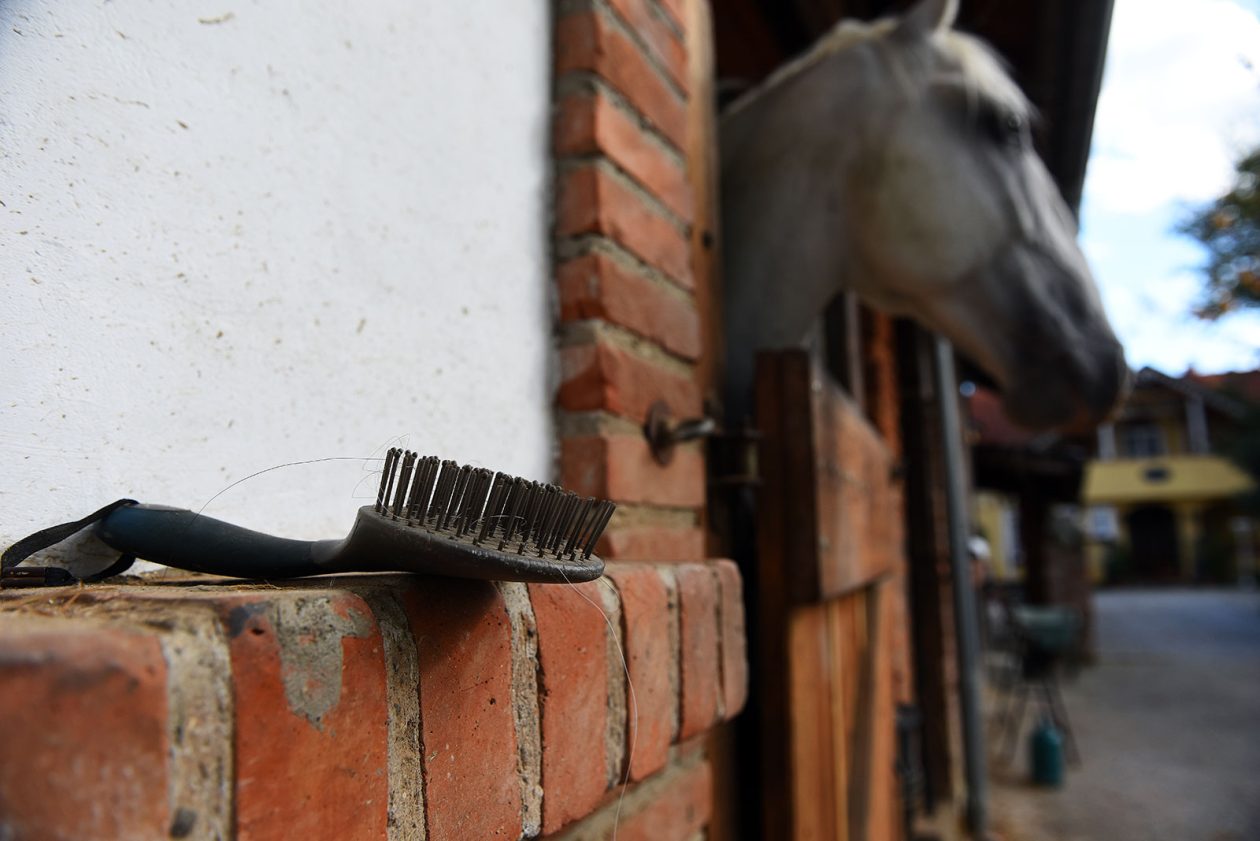 contessa draganic (9)