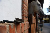 contessa draganic (9)