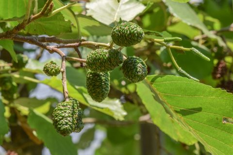 crna-joha-0012 crna-joha-0012