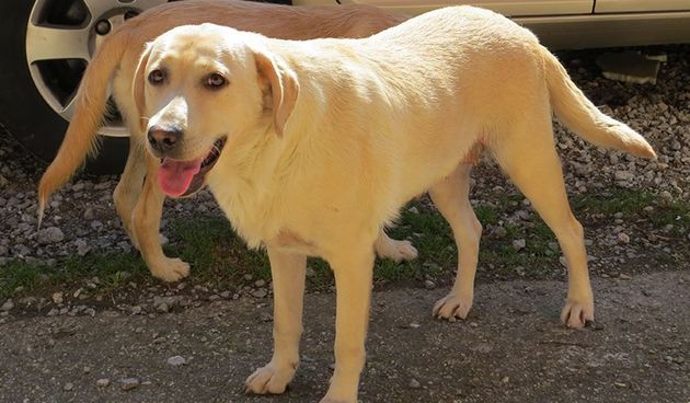 bella20169a