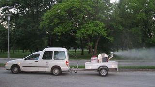 komarciadulti001