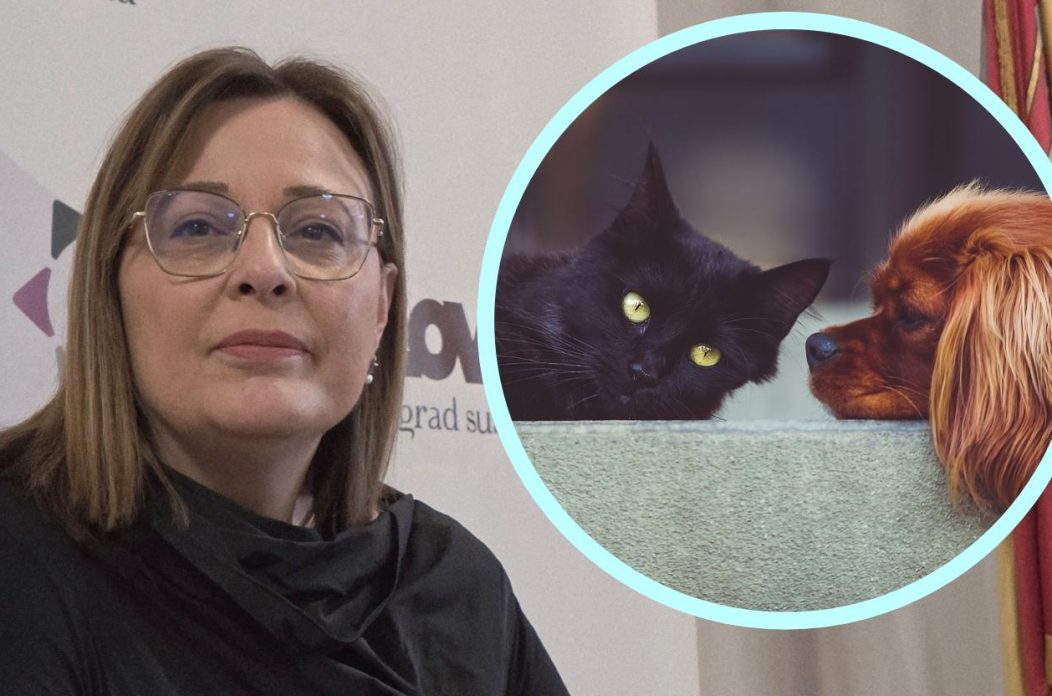 focic kucni ljubimci