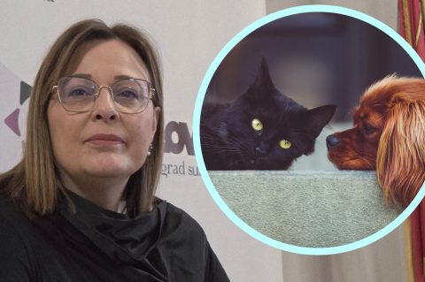 focic kucni ljubimci