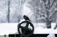 hladnoca zima led (15)