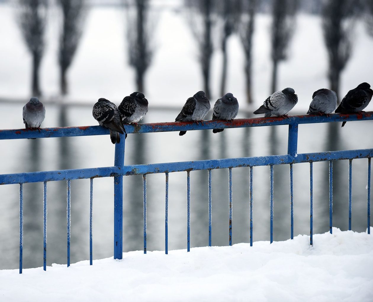 hladnoca zima led (16)