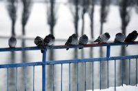 hladnoca zima led (16)