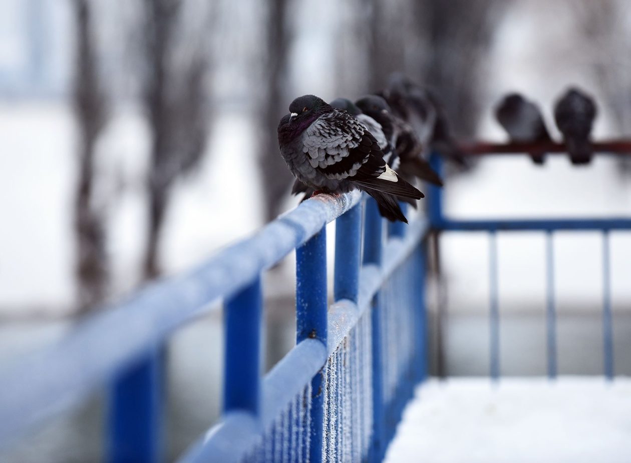 hladnoca zima led (17)