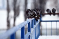 hladnoca zima led (17)