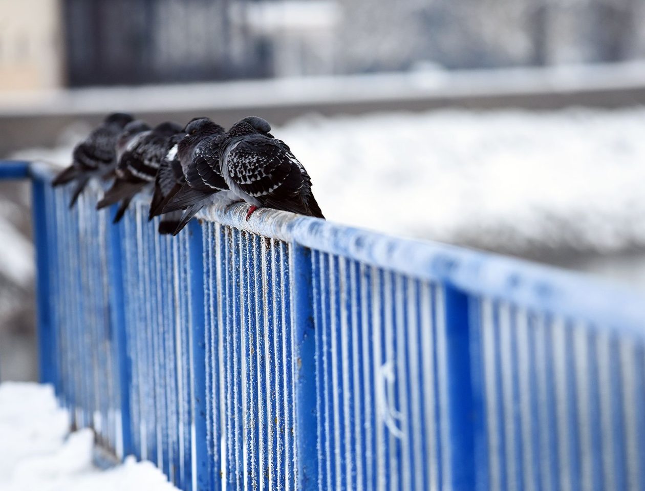 hladnoca zima led (18)