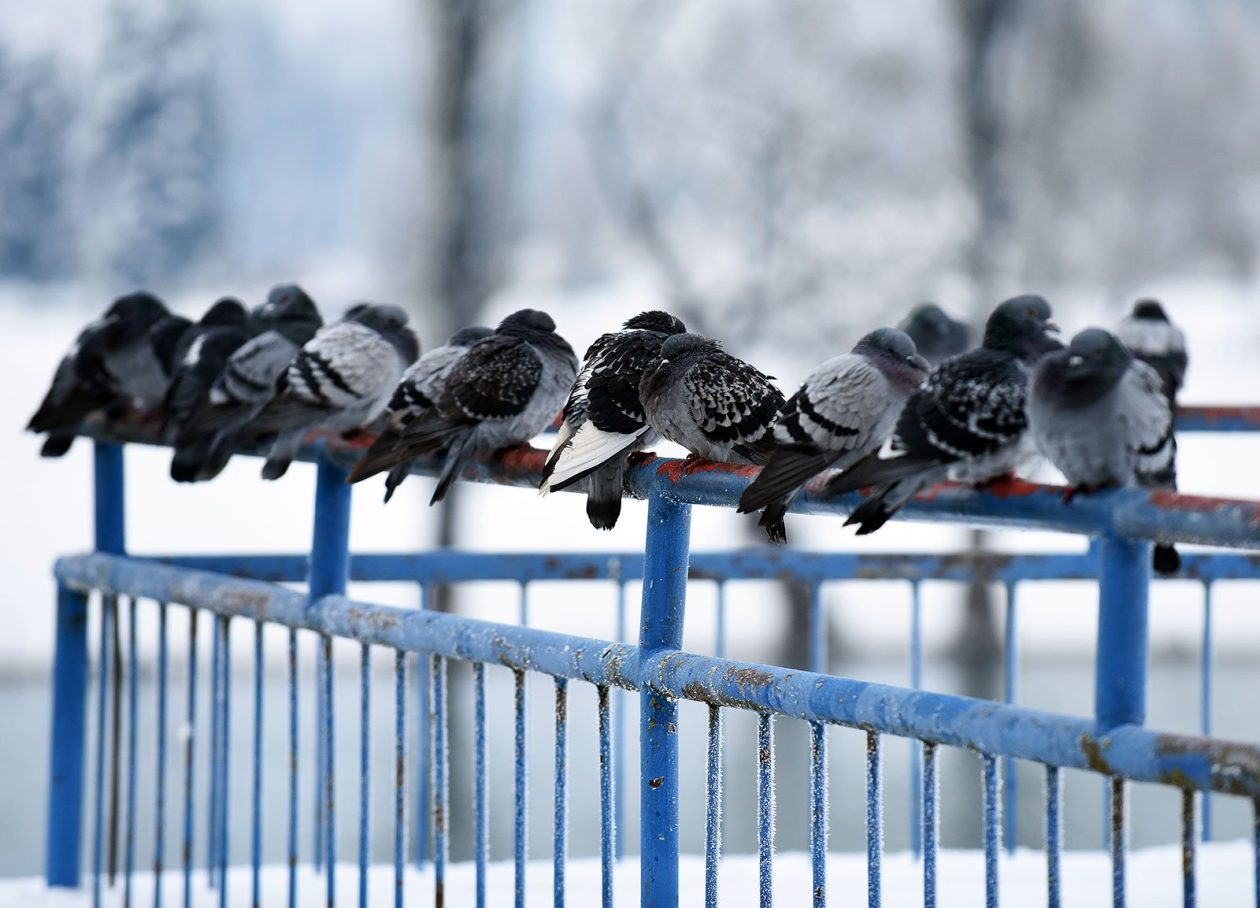 hladnoca zima led (19)