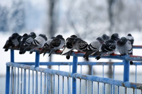 hladnoca zima led (19)