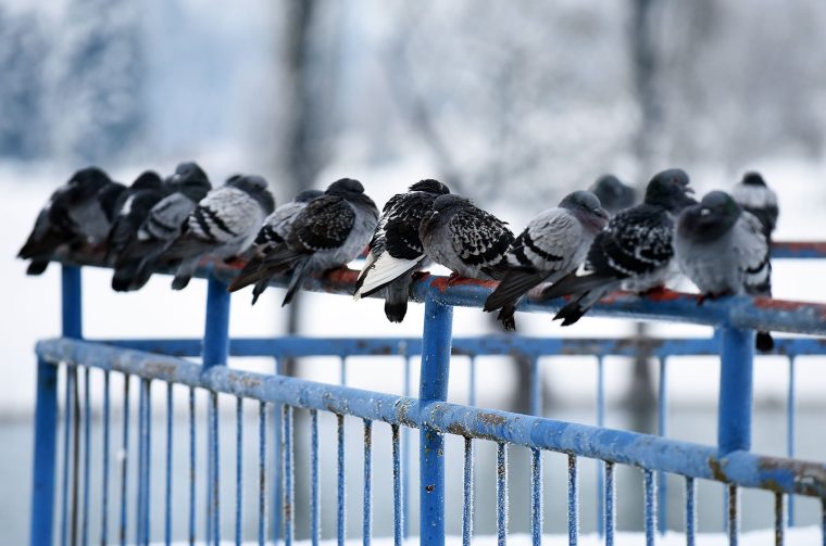 hladnoca zima led (19)