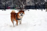 hladnoca zima led (5)