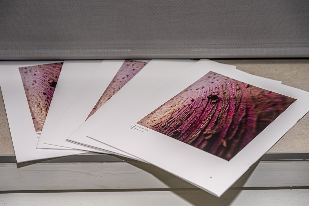 izozba knjiznica diana sare (4)