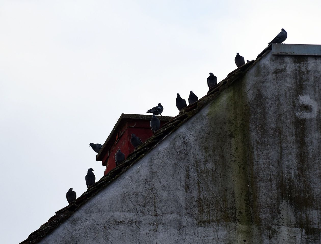 karlovackim ulicama (13)