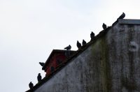 karlovackim ulicama (13)