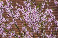 karlovackim ulicama (28)