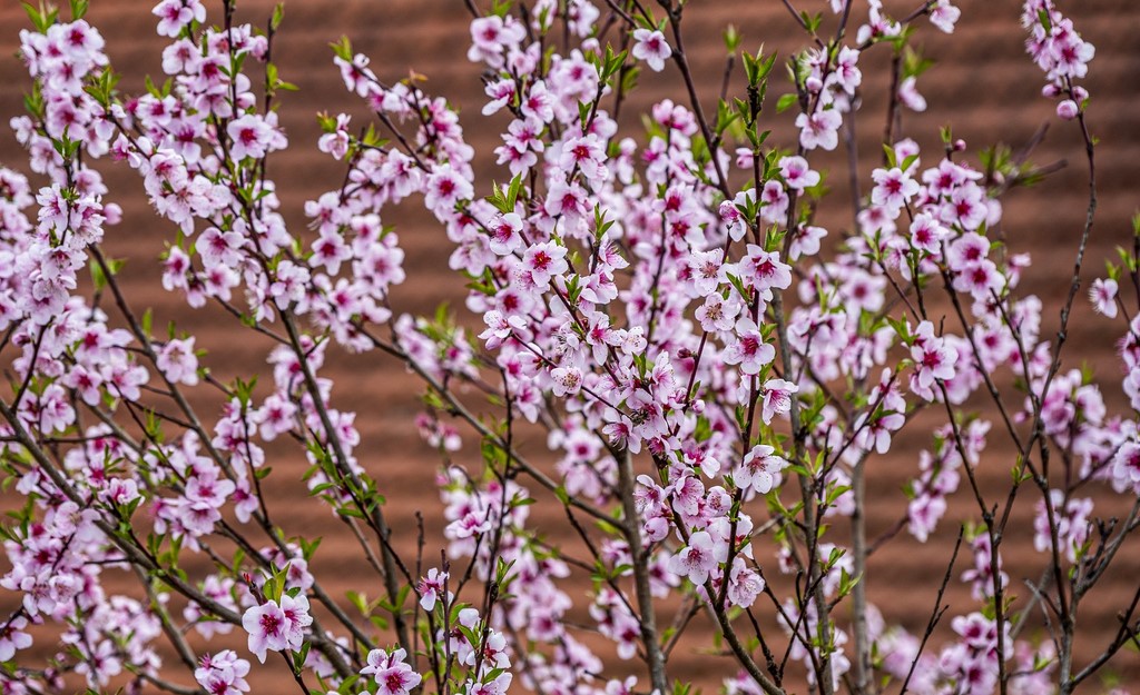 karlovackim ulicama (28)