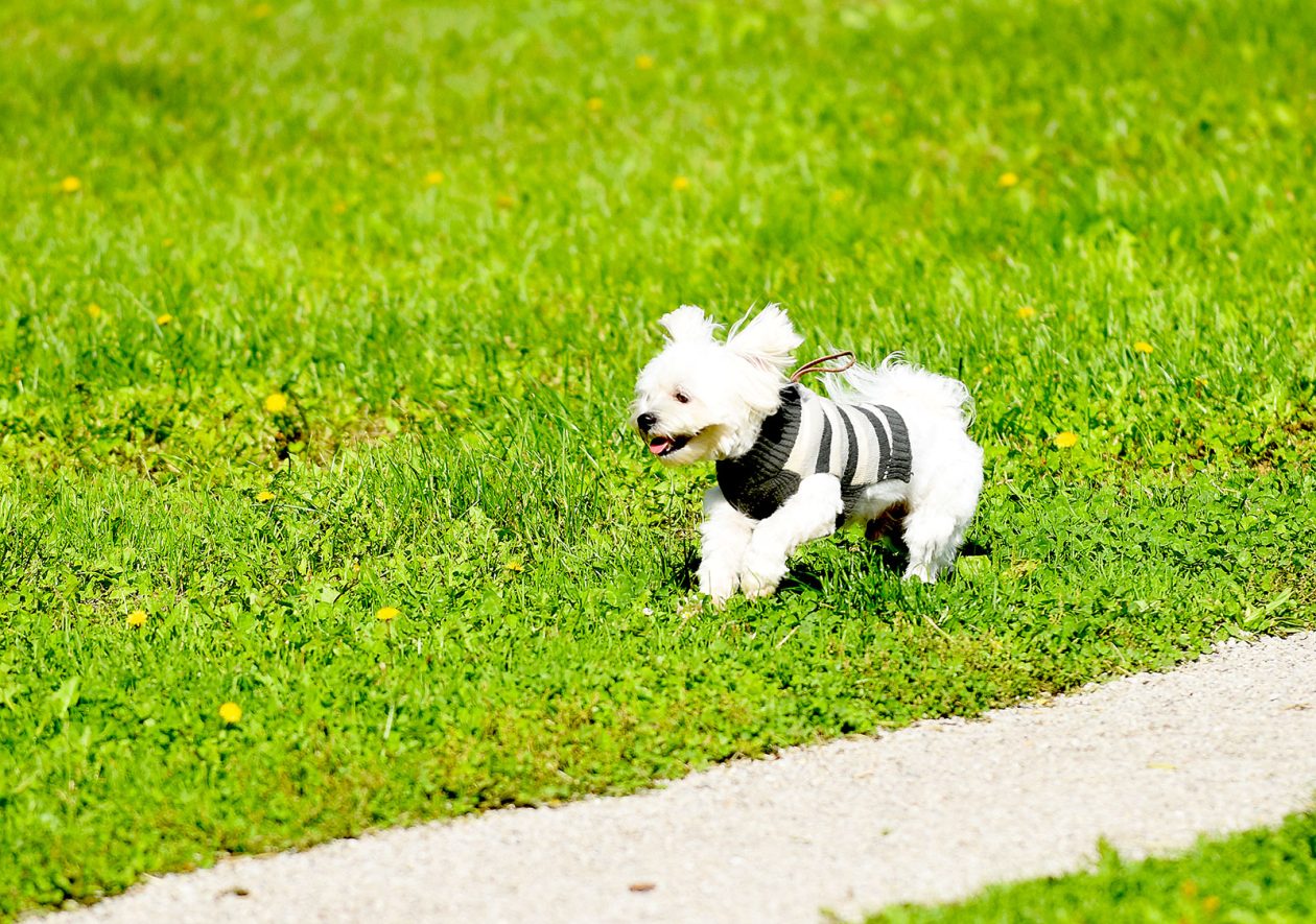 karlovackim ulicama jesen (10)