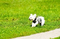 karlovackim ulicama jesen (10)