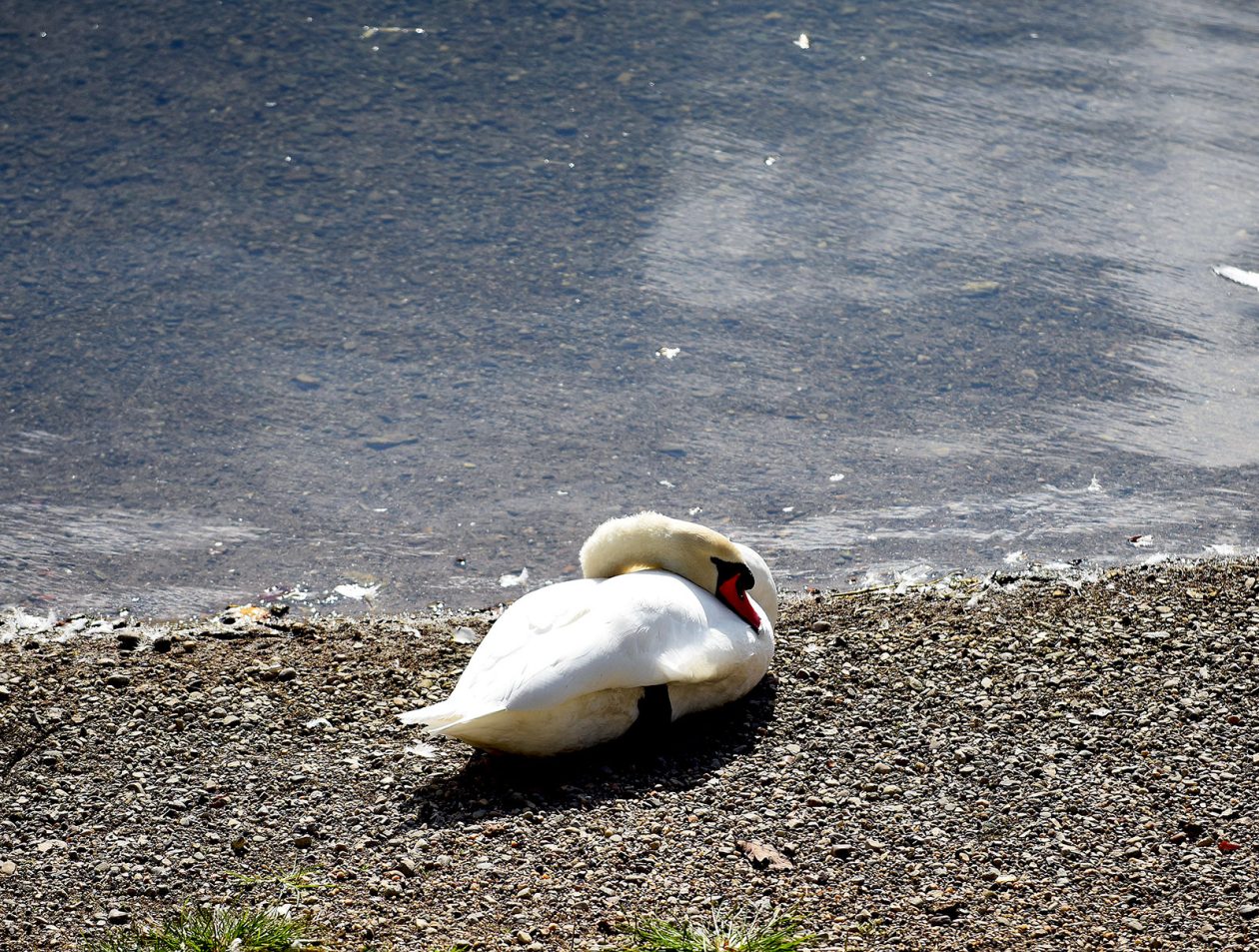 karlovackim ulicama jesen (11)