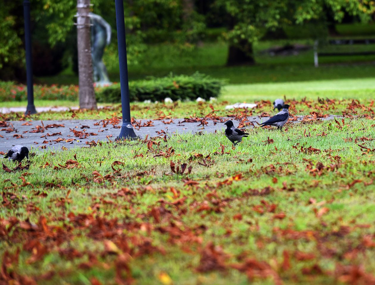 karlovackim ulicama jesen (13)