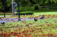 karlovackim ulicama jesen (13)