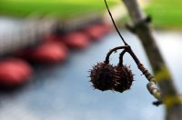 karlovackim ulicama jesen (14)