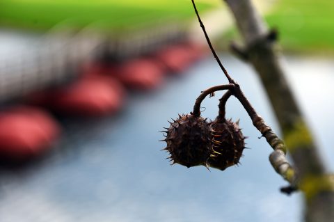 karlovackim ulicama jesen (14)