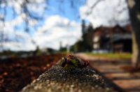 karlovackim ulicama jesen (15)