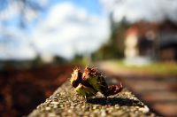 karlovackim ulicama jesen (16)