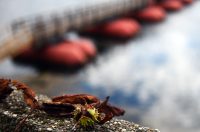 karlovackim ulicama jesen (17)