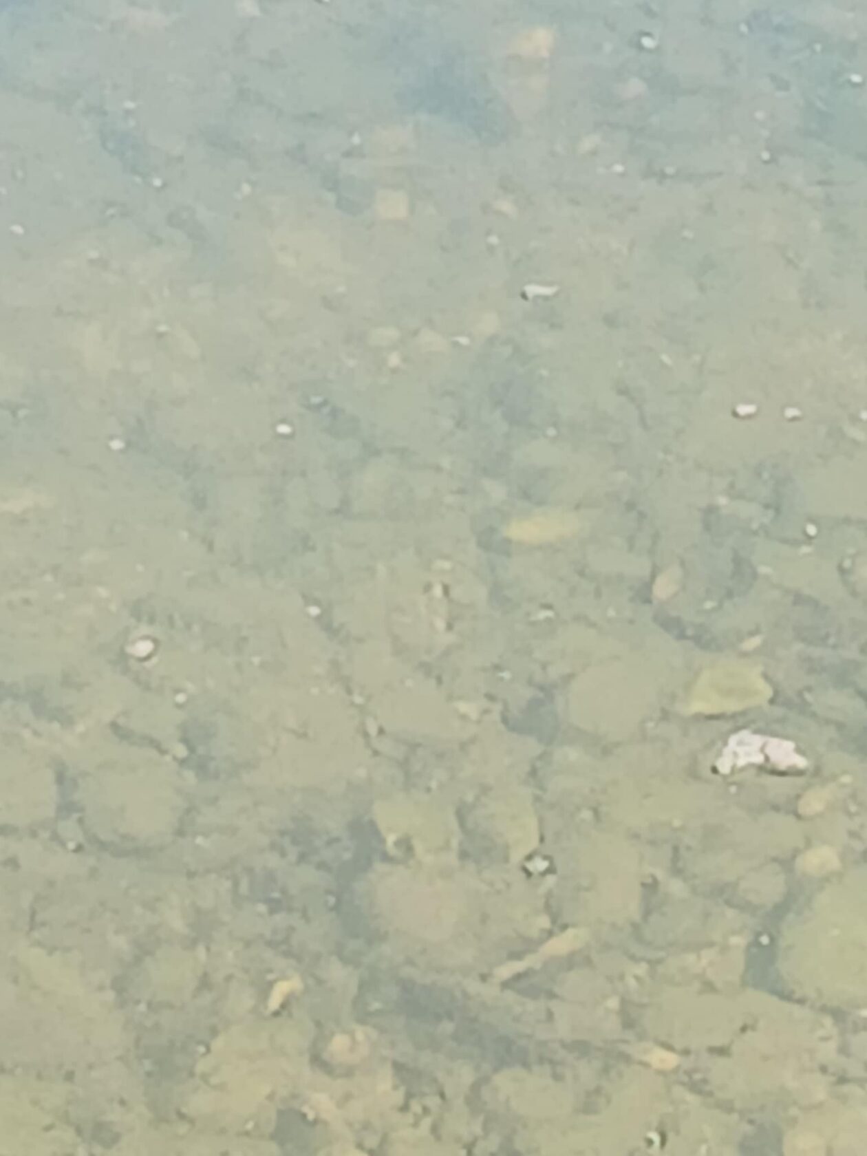 korana trzacka rastela (1)