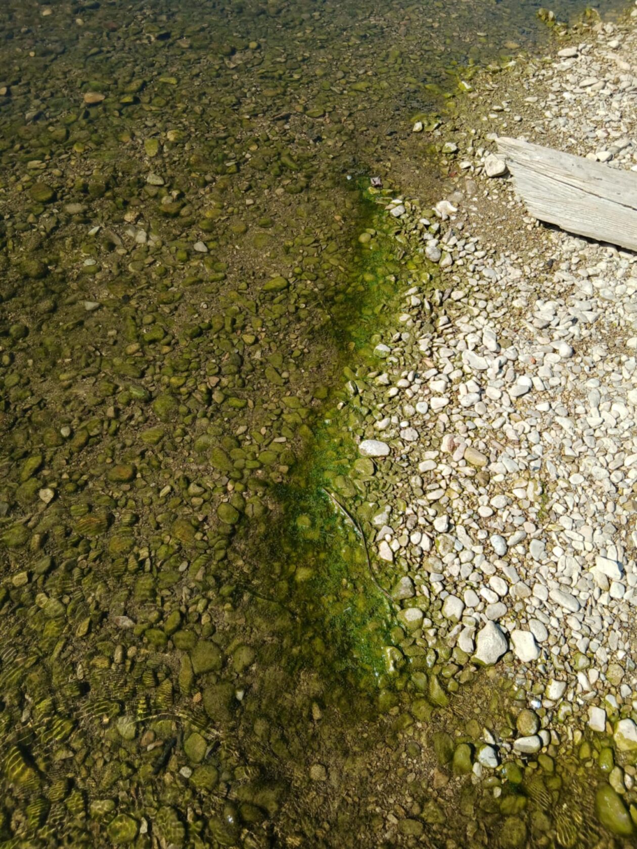 korana trzacka rastela (4)