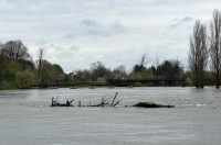 korana visoki vodostaj (17)