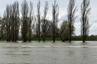 korana visoki vodostaj (6)