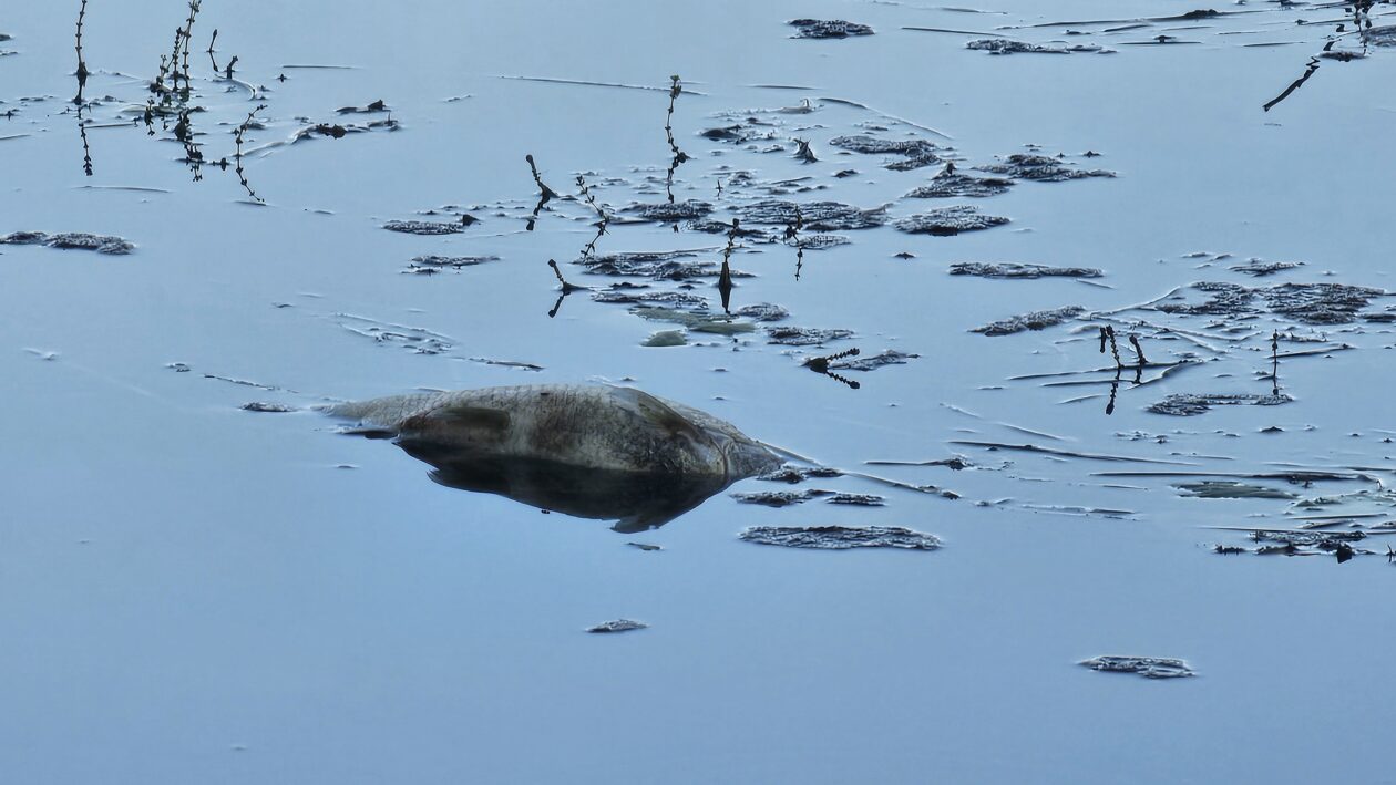 korana zagadjenje (1)
