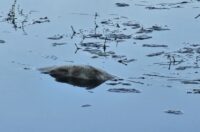 korana zagadjenje (1)