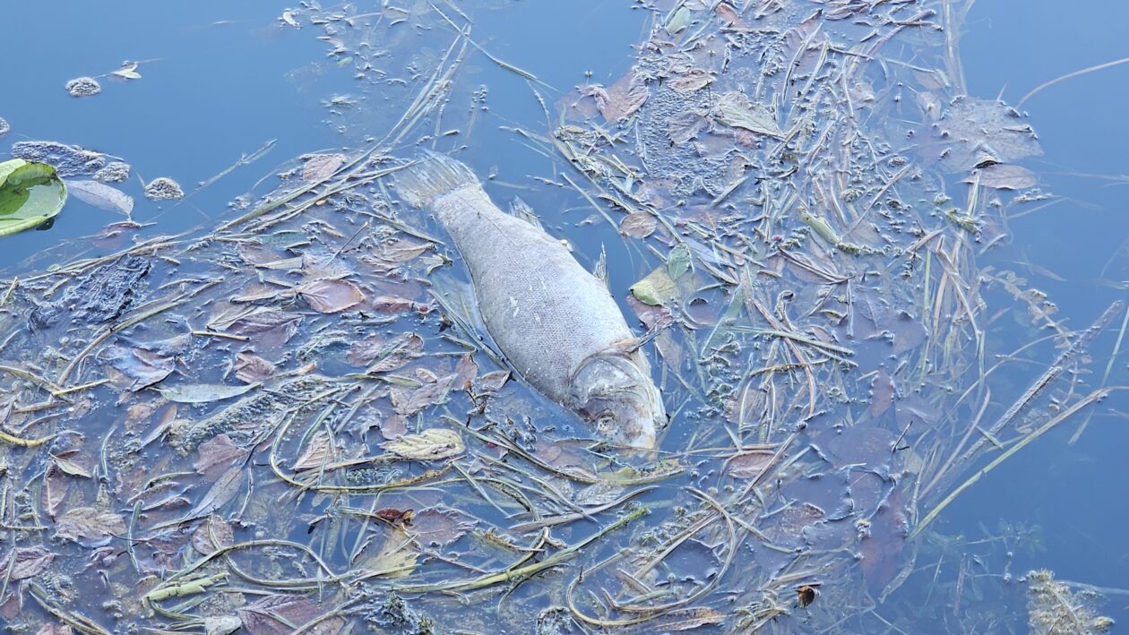 korana zagadjenje (10)