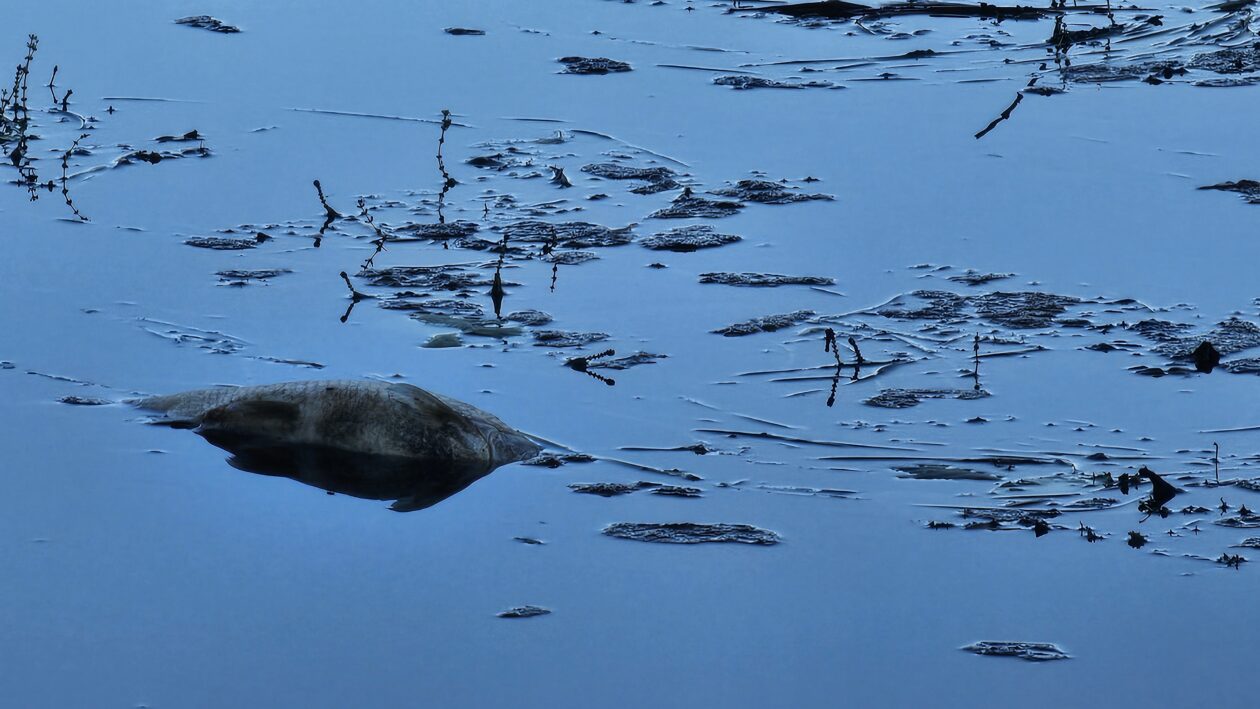 korana zagadjenje (11)