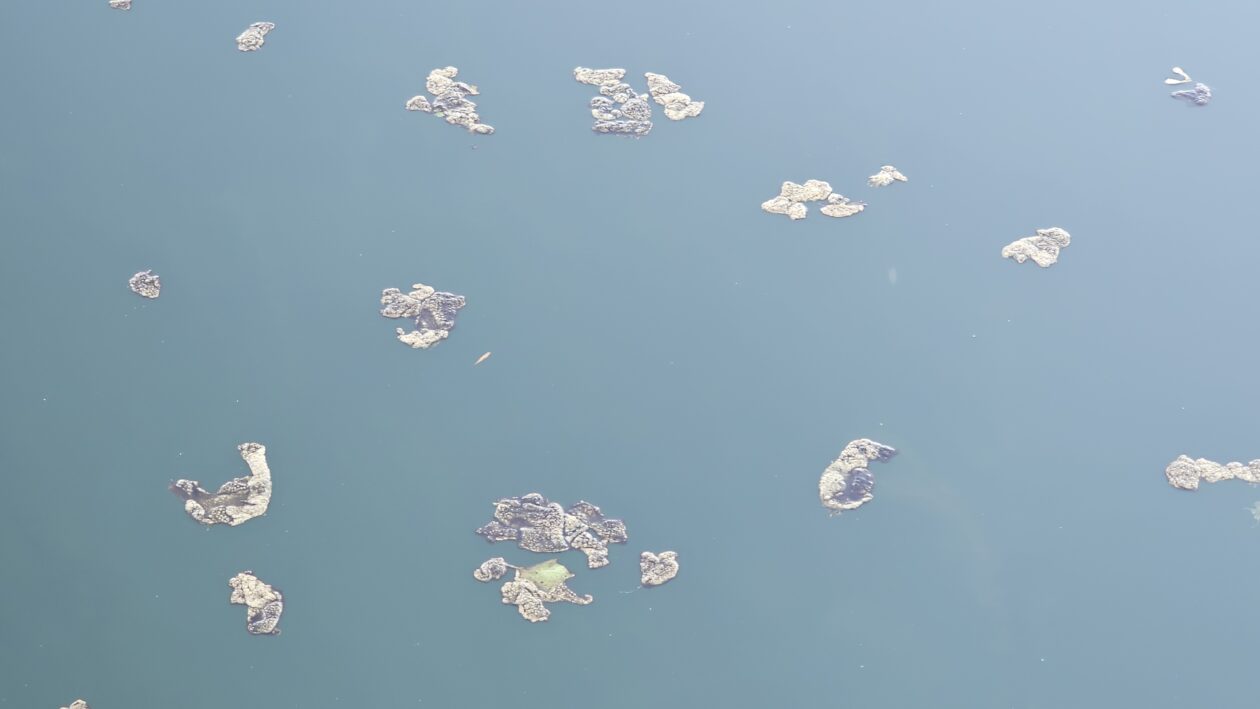 korana zagadjenje (3)