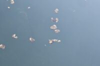 korana zagadjenje (4)