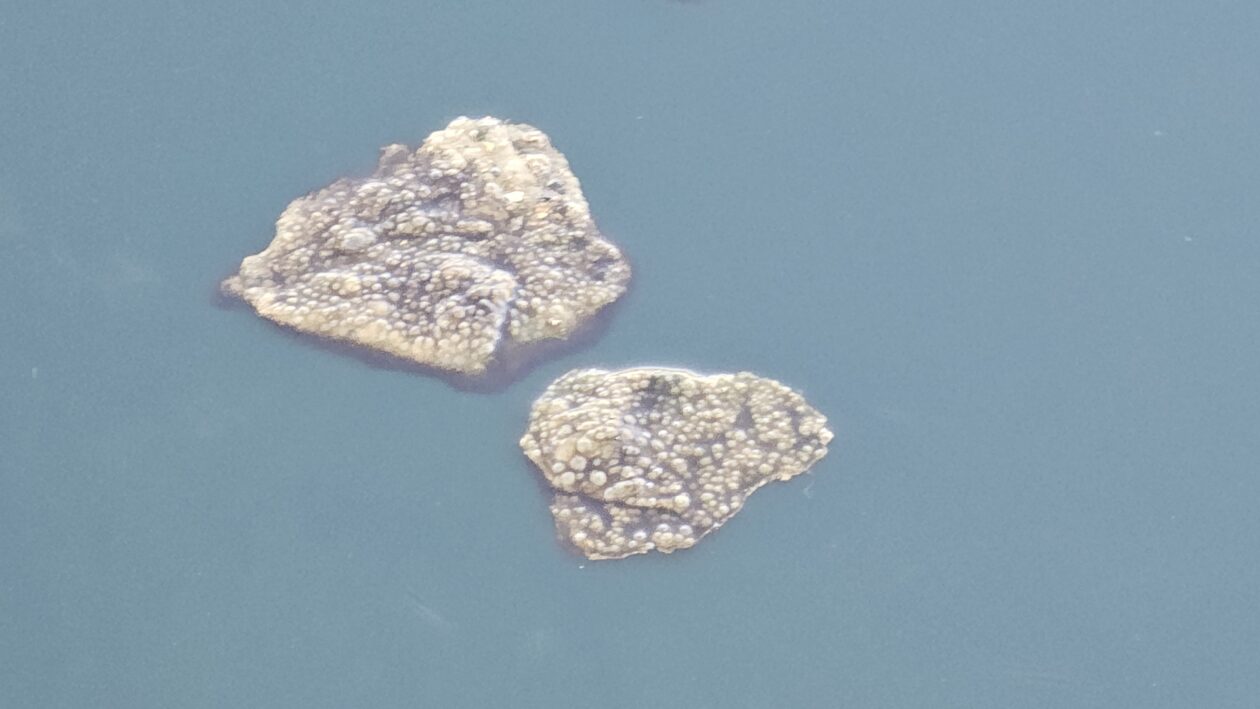 korana zagadjenje (5)