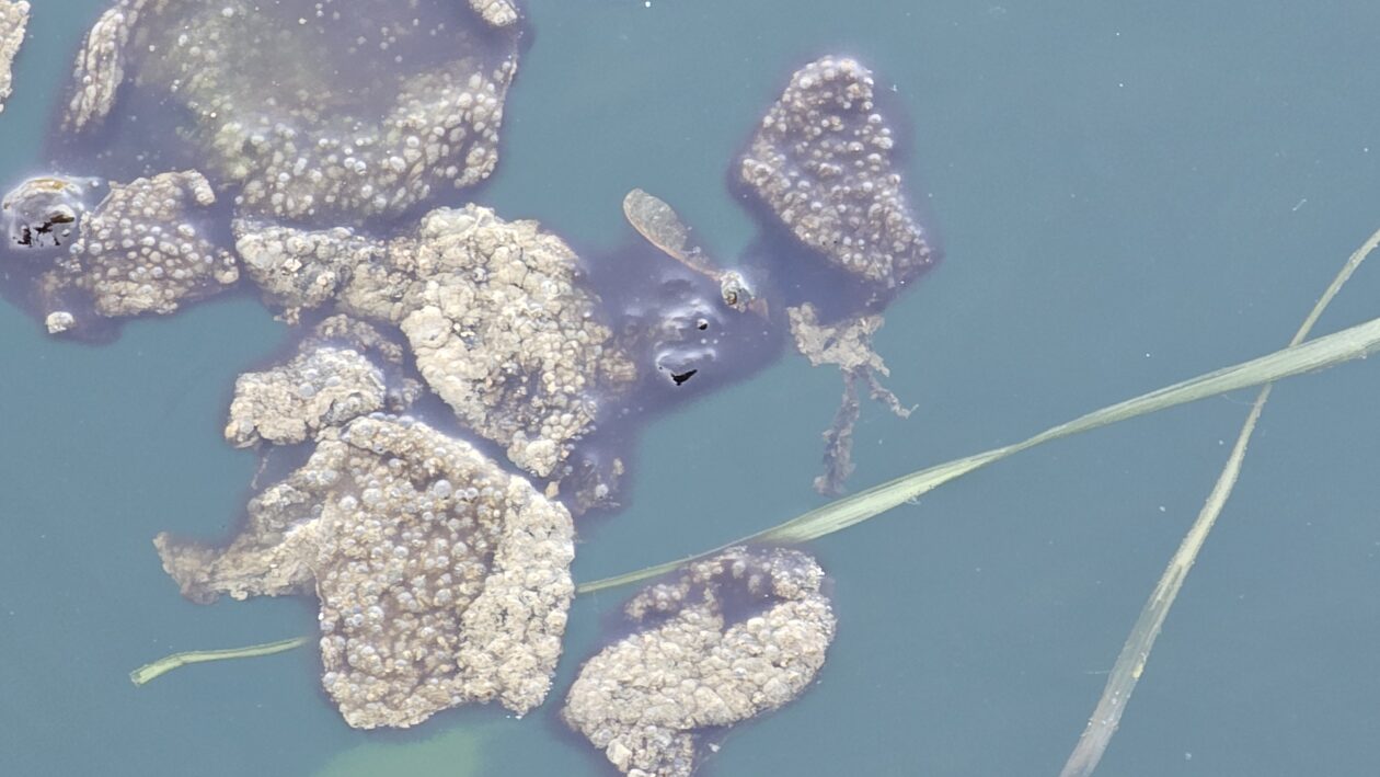 korana zagadjenje (6)