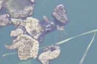 korana zagadjenje (6)