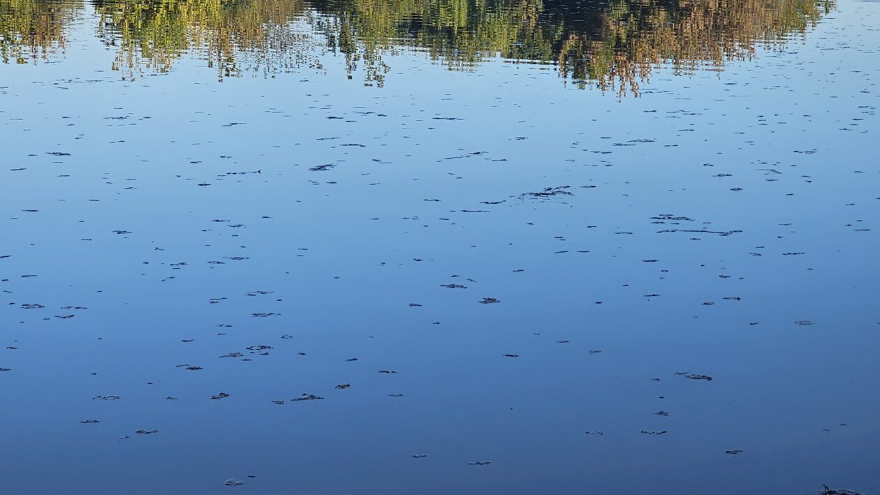 korana zagadjenje (7)