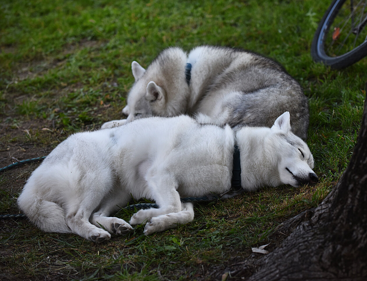 kosarka ljetna liga (16)